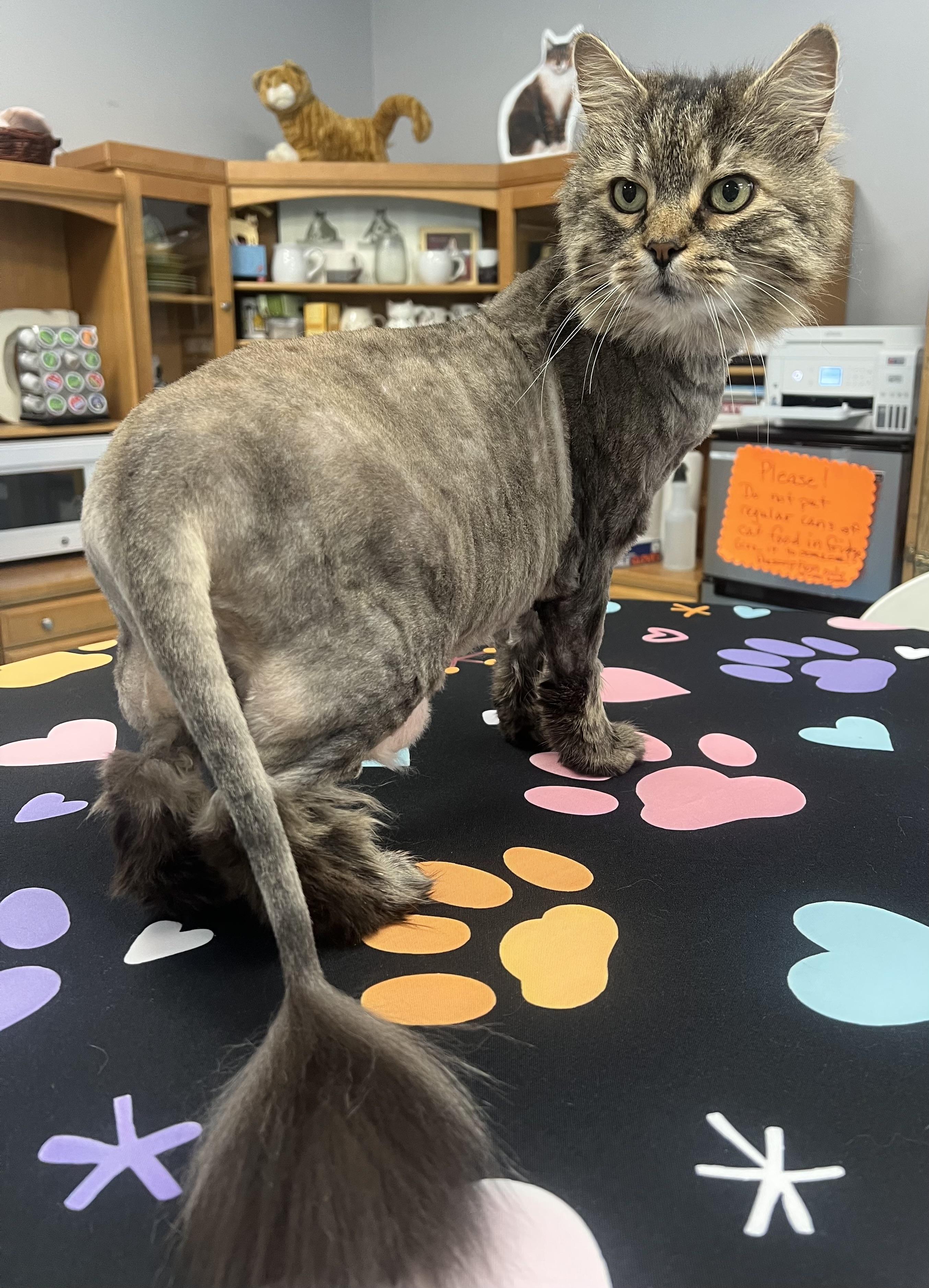 Enlarge Woody, a ADOPTABLE Domestic Long Hair in Johnston, RI image 2/6