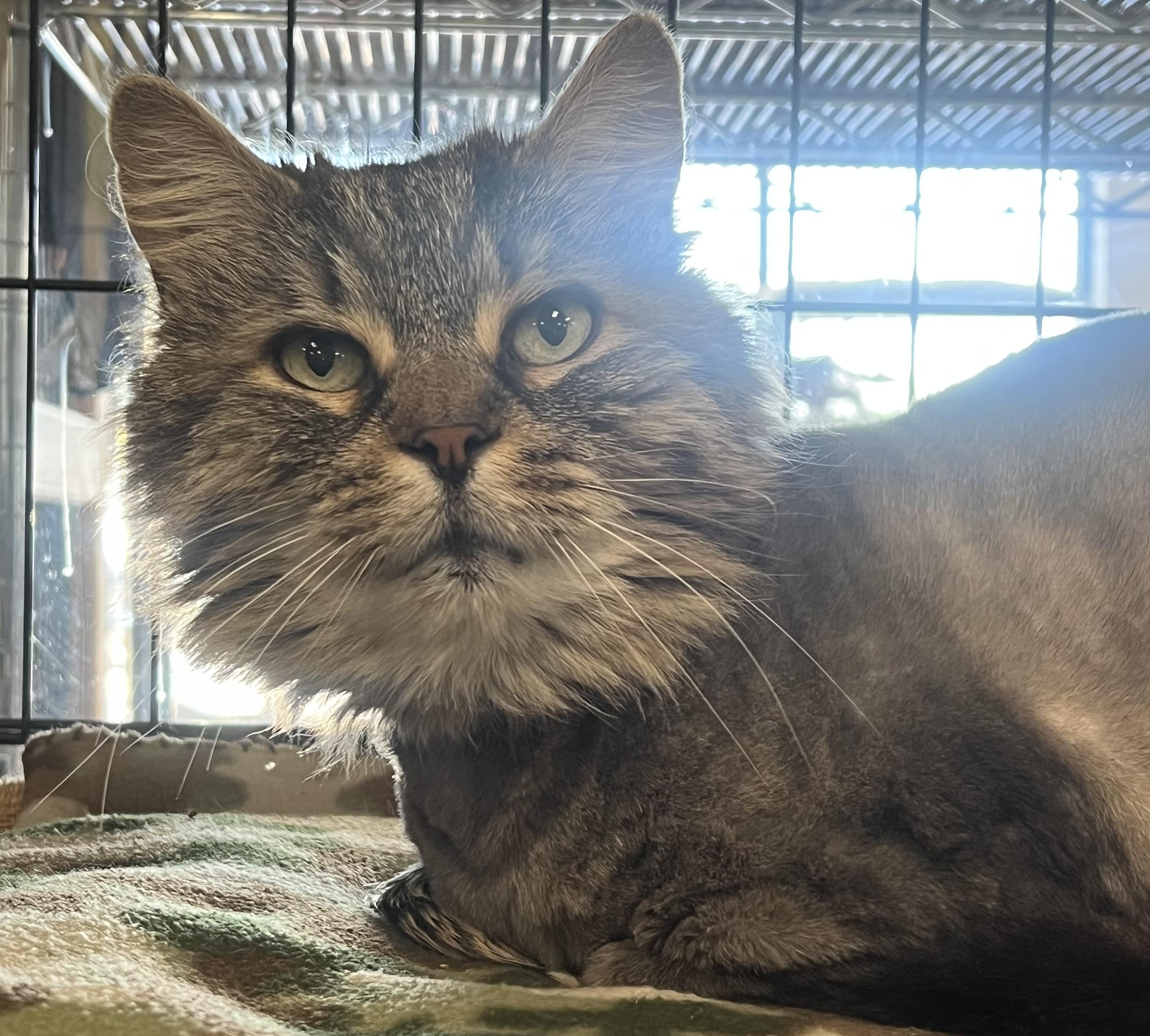 Enlarge Woody, a ADOPTABLE Domestic Long Hair in Johnston, RI image 5/6