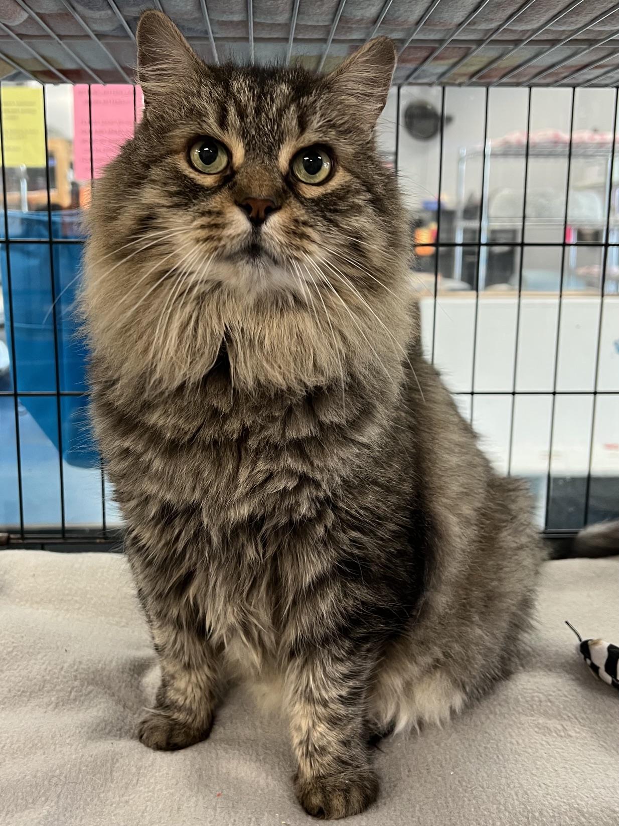 Enlarge Woody, an adoptable Domestic Long Hair in Johnston, RI image 1/6