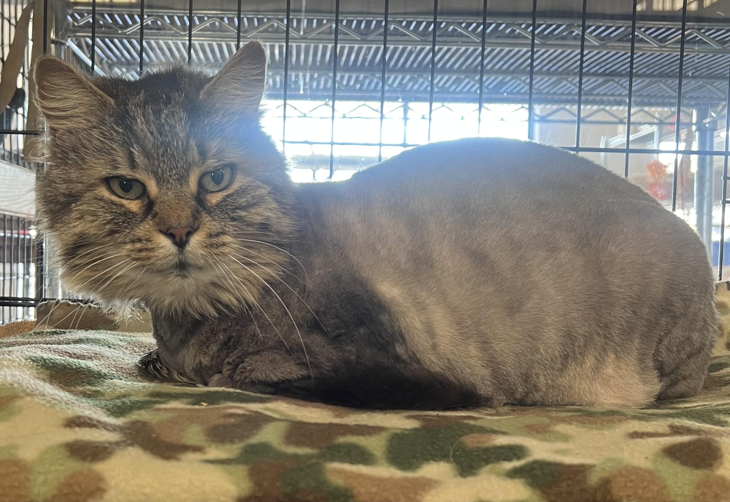 Enlarge Woody, a ADOPTABLE Domestic Long Hair in Johnston, RI image 6/6