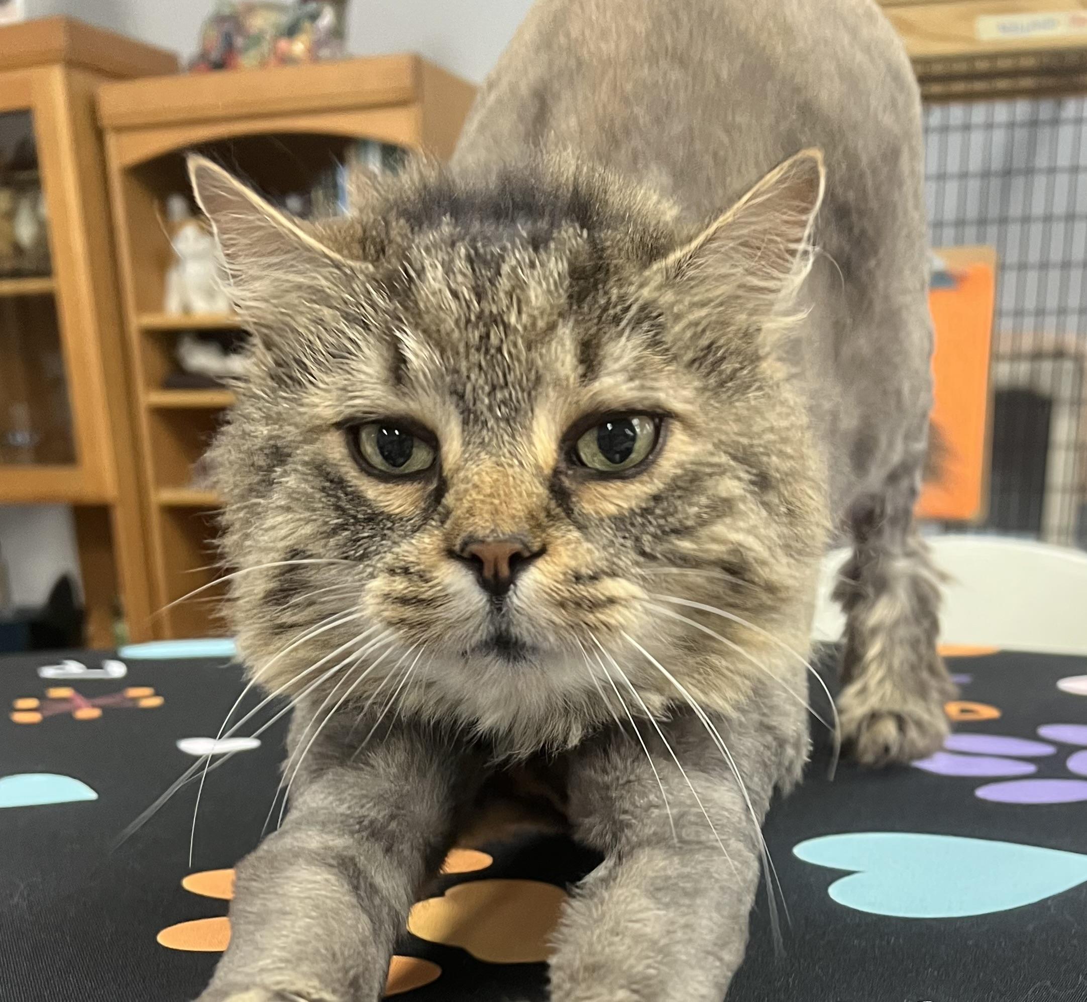 Enlarge Woody, a ADOPTABLE Domestic Long Hair in Johnston, RI image 3/6