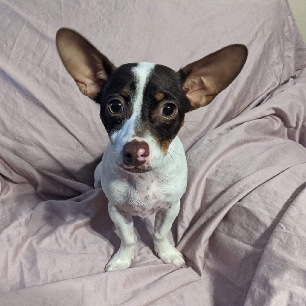 Cooper (bonded with Hazel), Adoptable, Adult Male Chiweenie.
