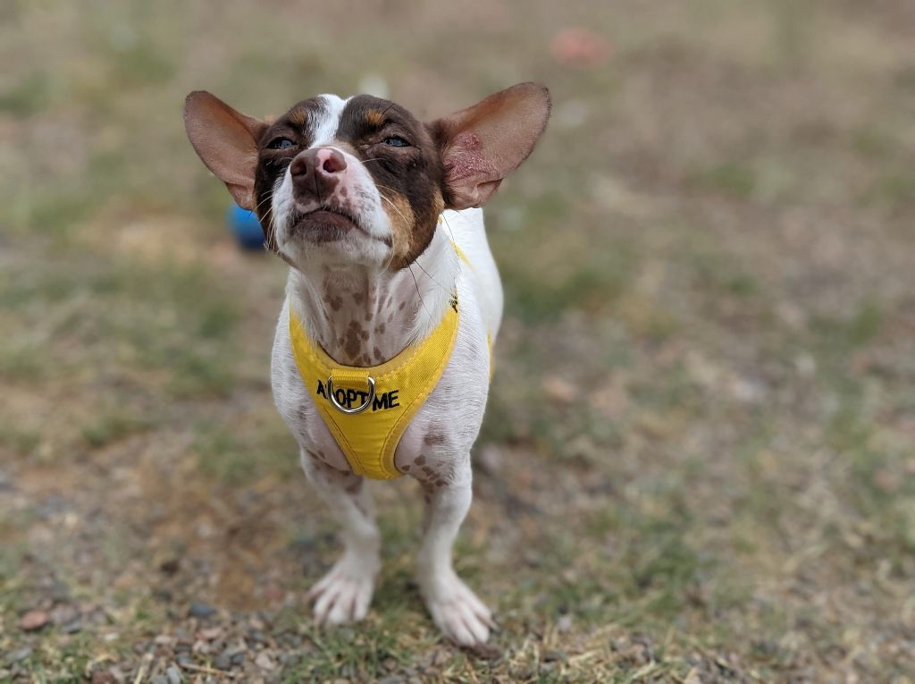 Cooper (bonded with Hazel), a Adoptable Chiweenie in Phoenix, AZ image 4/5