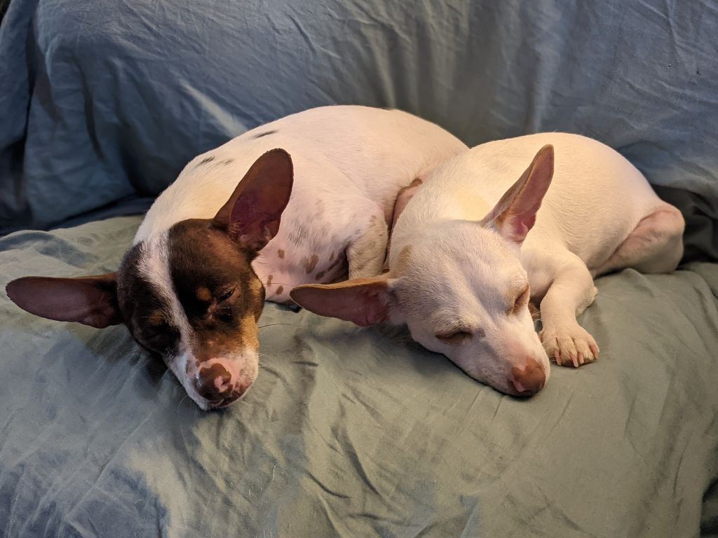 Cooper (bonded with Hazel), a Adoptable Chiweenie in Phoenix, AZ image 3/5
