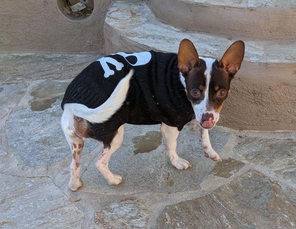 Cooper (bonded with Hazel), a Adoptable Chiweenie in Phoenix, AZ image 2/5