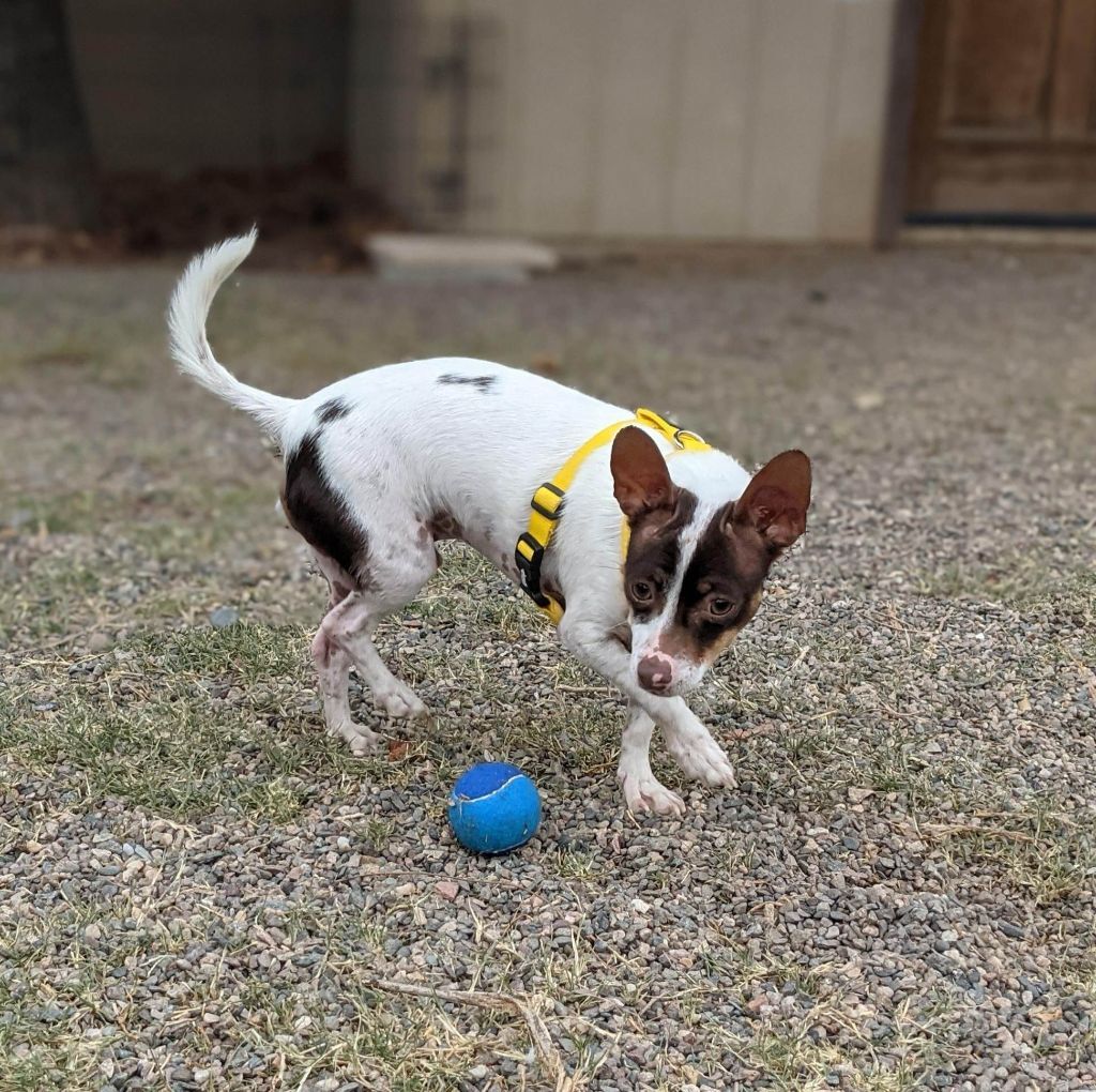 Cooper (bonded with Hazel), a Adoptable Chiweenie in Phoenix, AZ image 5/5