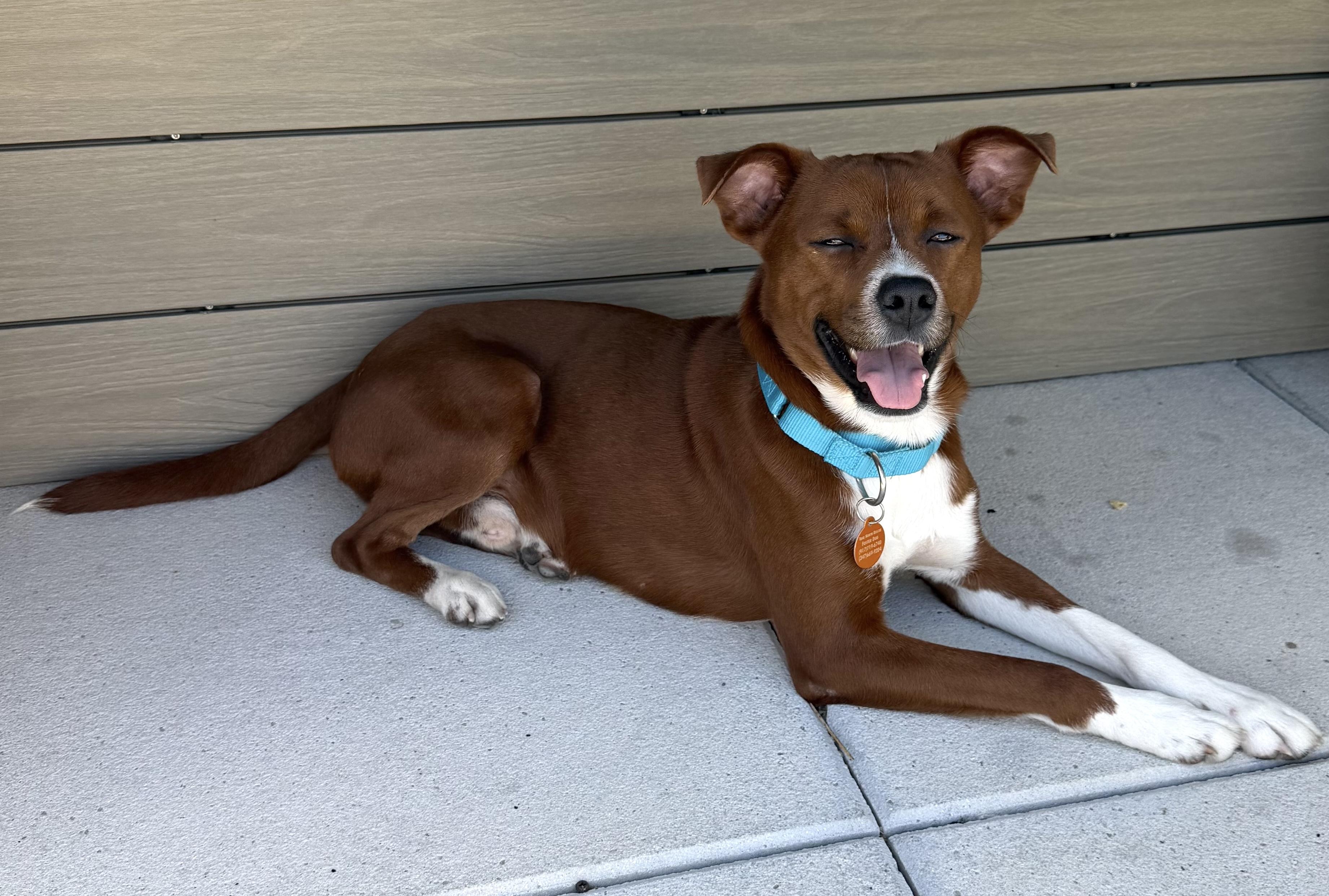 Francis, a ADOPTABLE mixed breed in Jersey City, NJ image 4/6