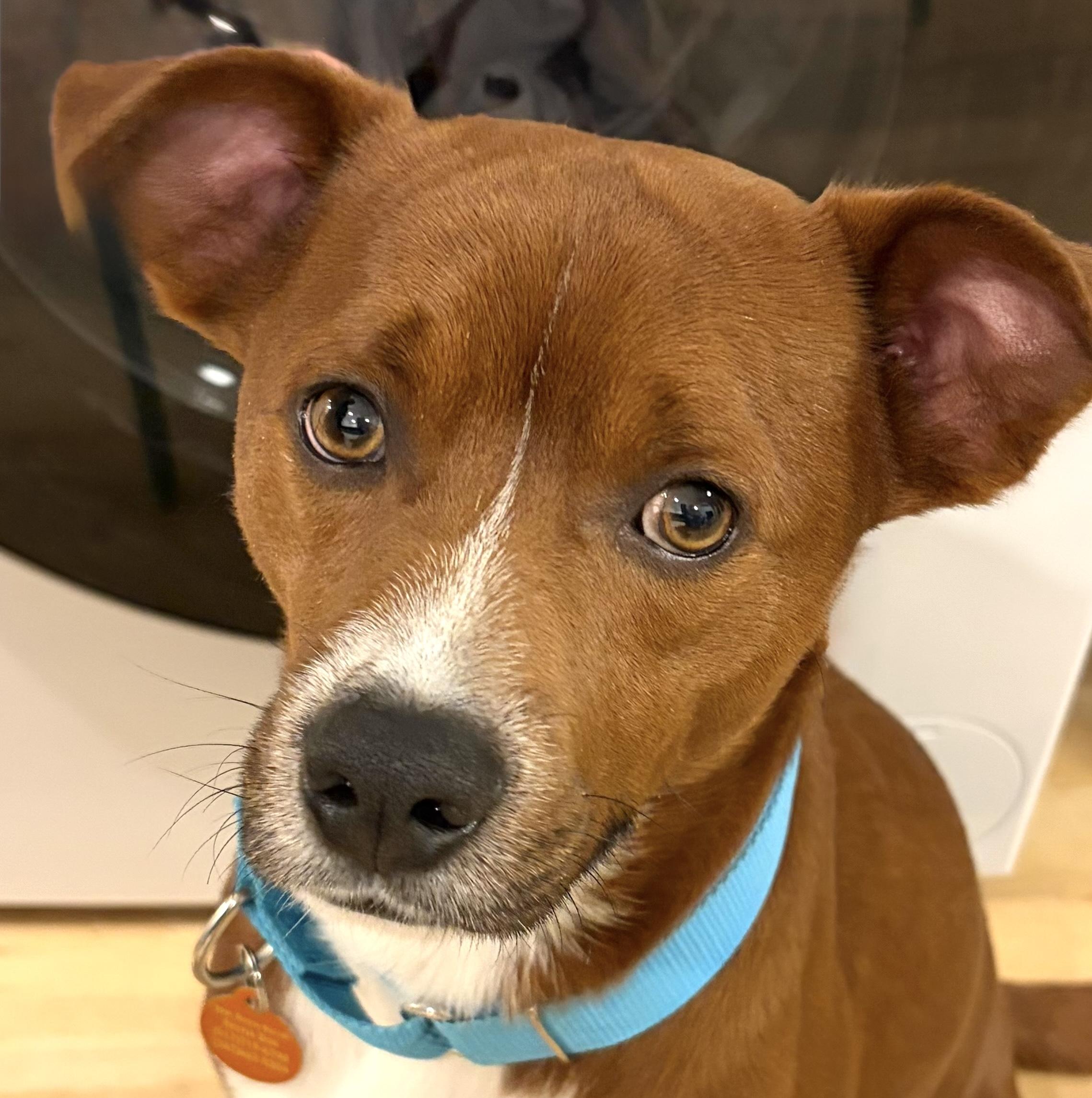 Francis, ADOPTABLE, Young Male Labrador Retriever.