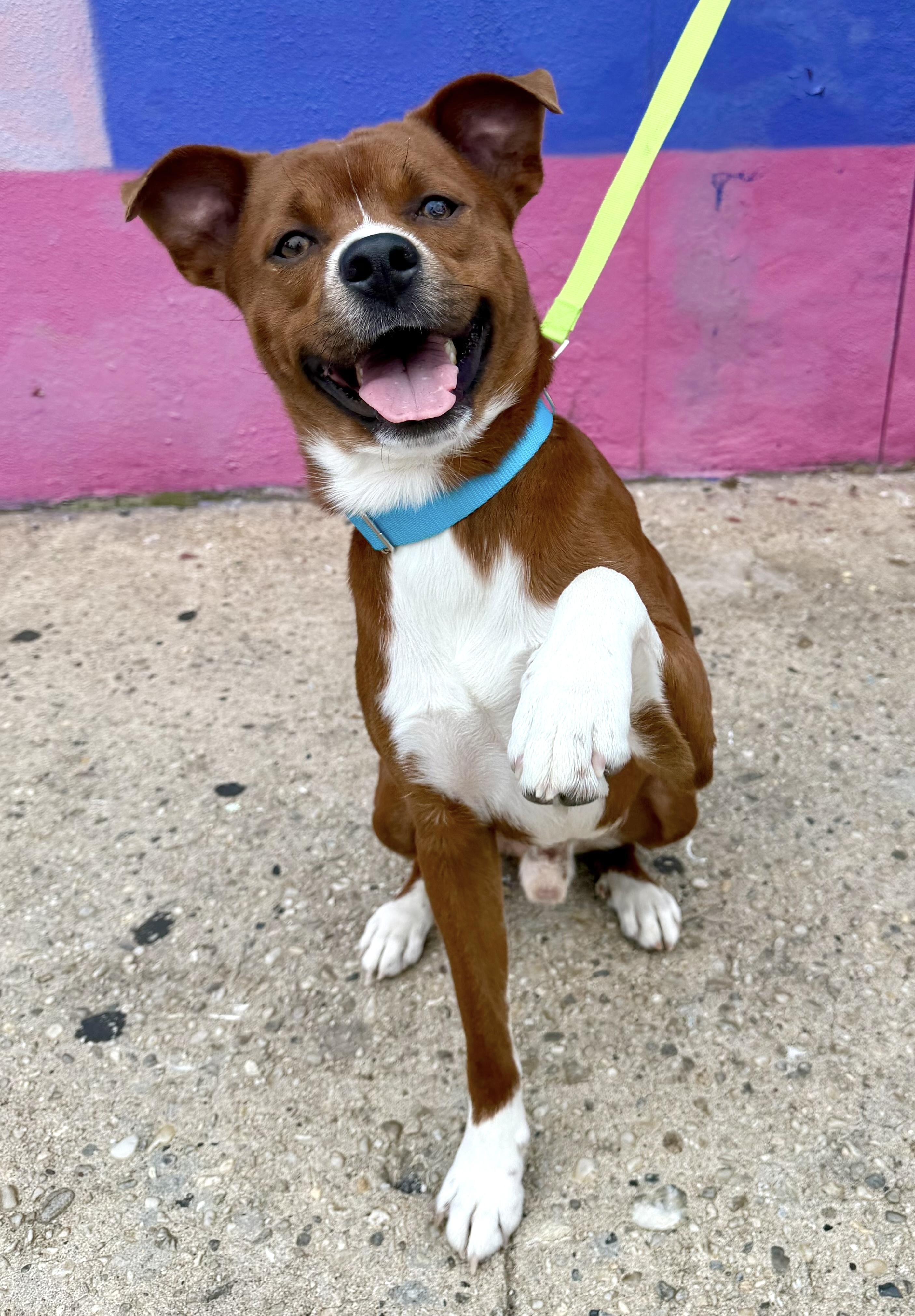 Francis, a ADOPTABLE mixed breed in Jersey City, NJ image 6/6