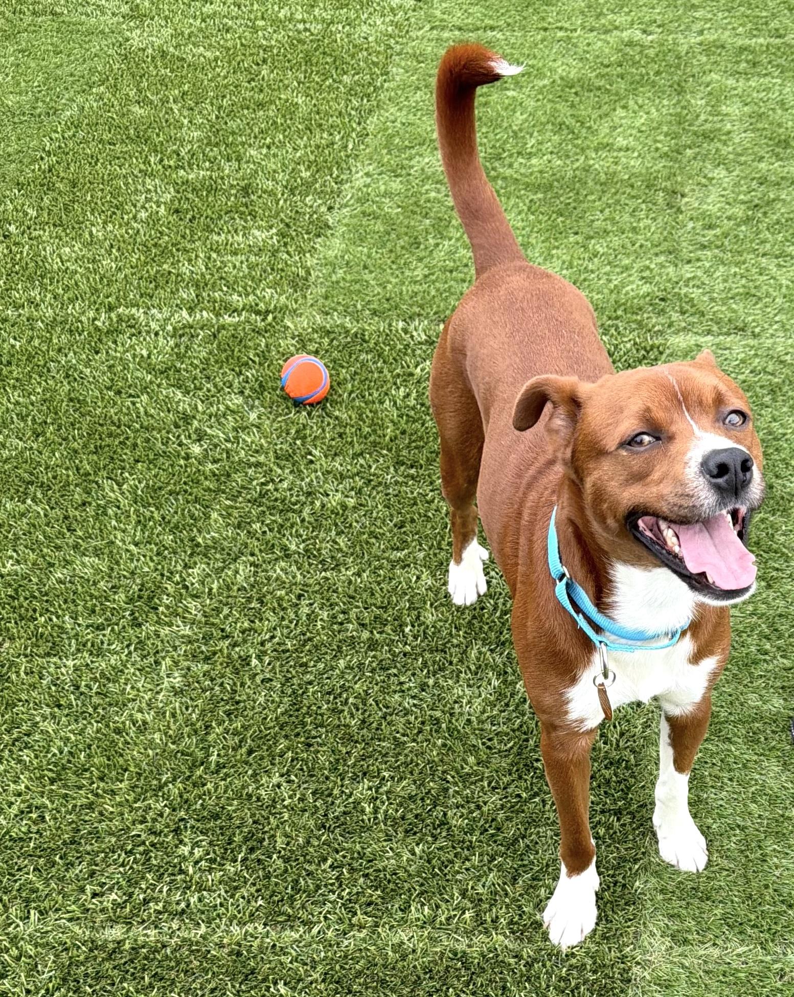 Francis, a ADOPTABLE mixed breed in Jersey City, NJ image 3/6