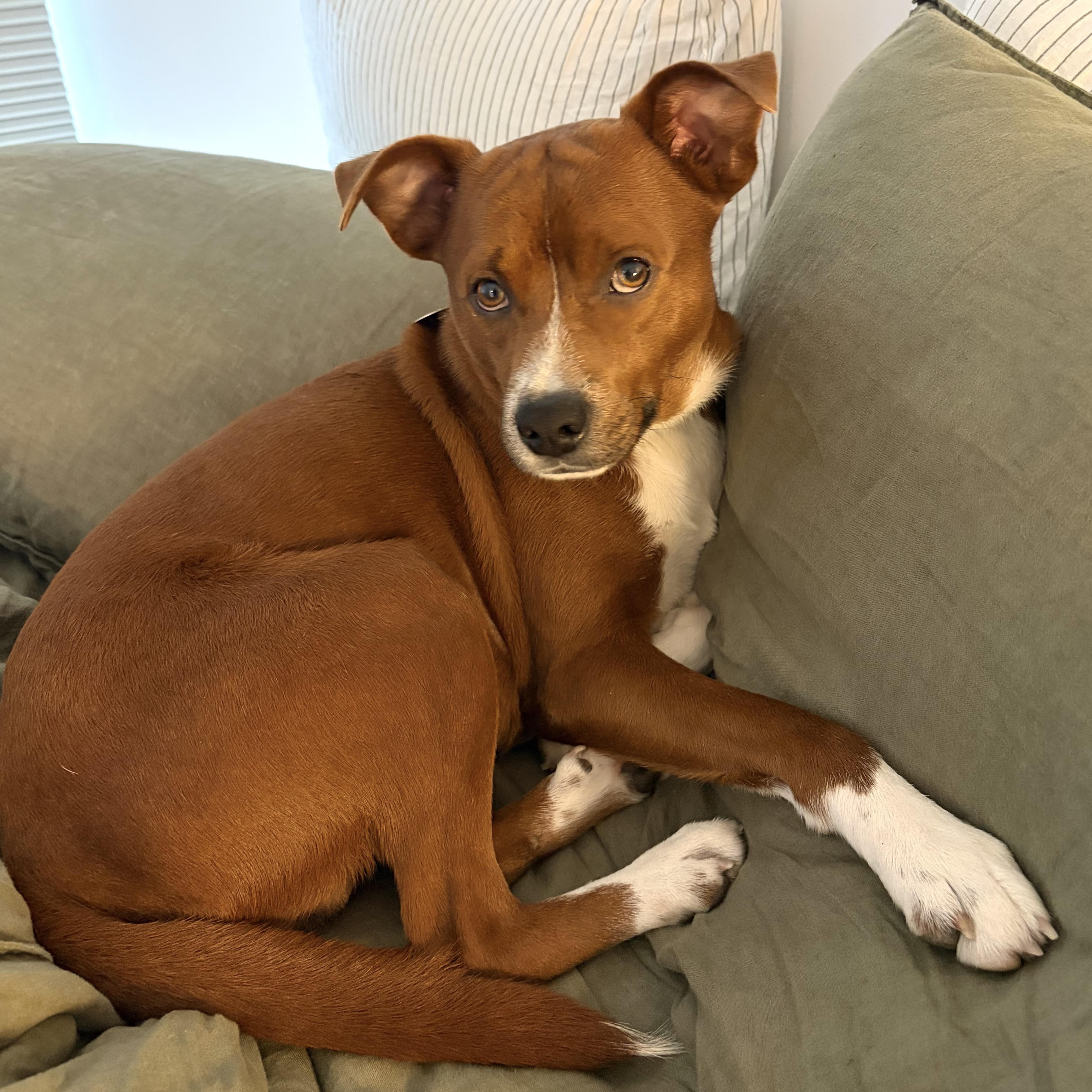Francis, a ADOPTABLE mixed breed in Jersey City, NJ image 2/6