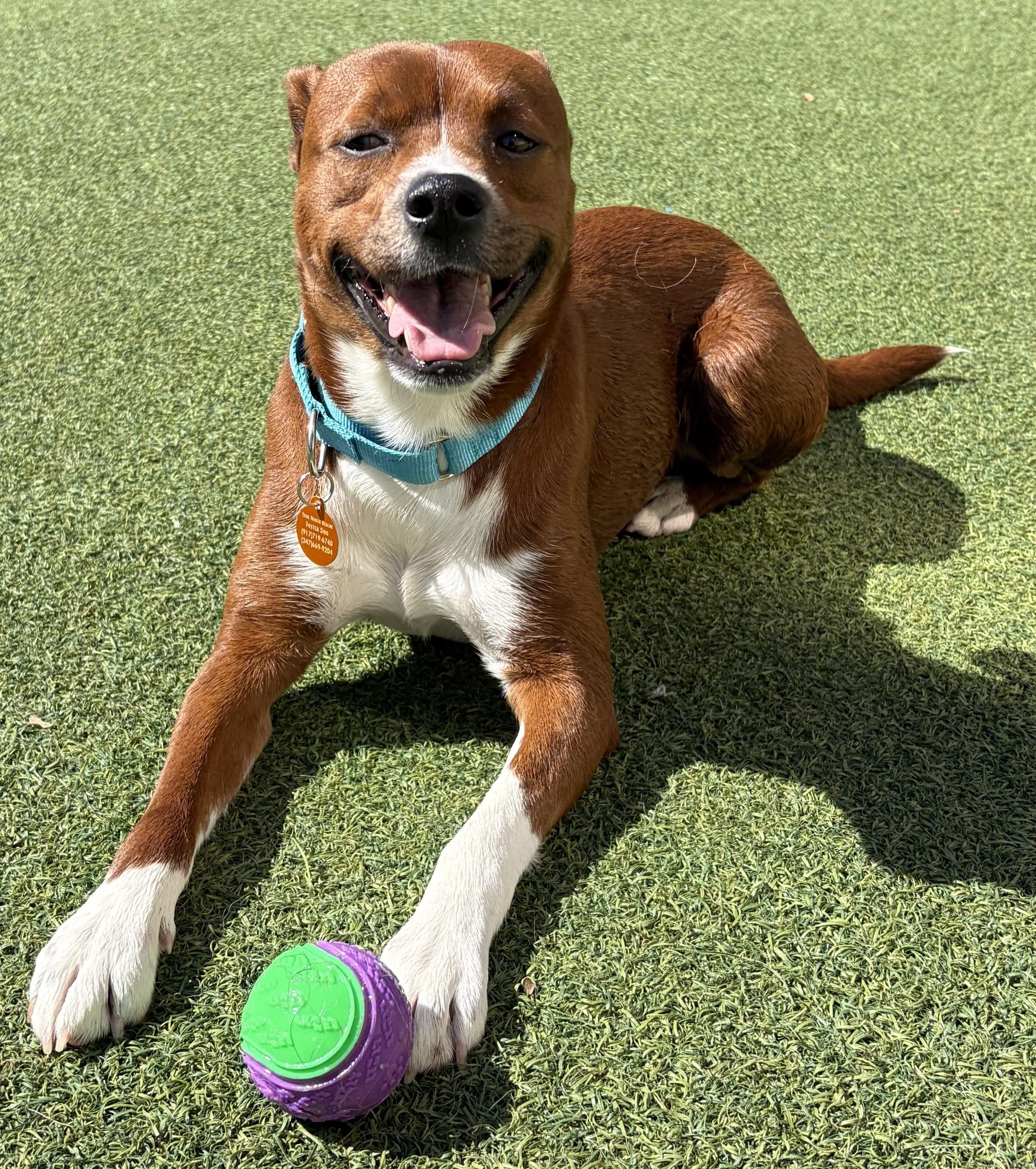 Francis, a ADOPTABLE mixed breed in Jersey City, NJ image 5/6