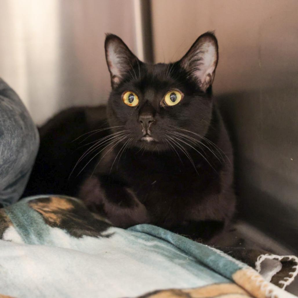 Enlarge Sombra, a Adoptable Domestic Short Hair in Santa Barbara, CA image 2/4