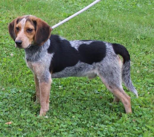 Ruger (12035), adopted, Young Male Beagle.