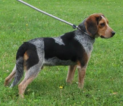 Ruger (12035), an adopted mixed breed in Heath, OH image 2/2