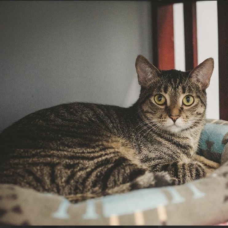 Hank, an adoptable Domestic Short Hair in Grand Rapids, MI, 49509 | Photo Image 2