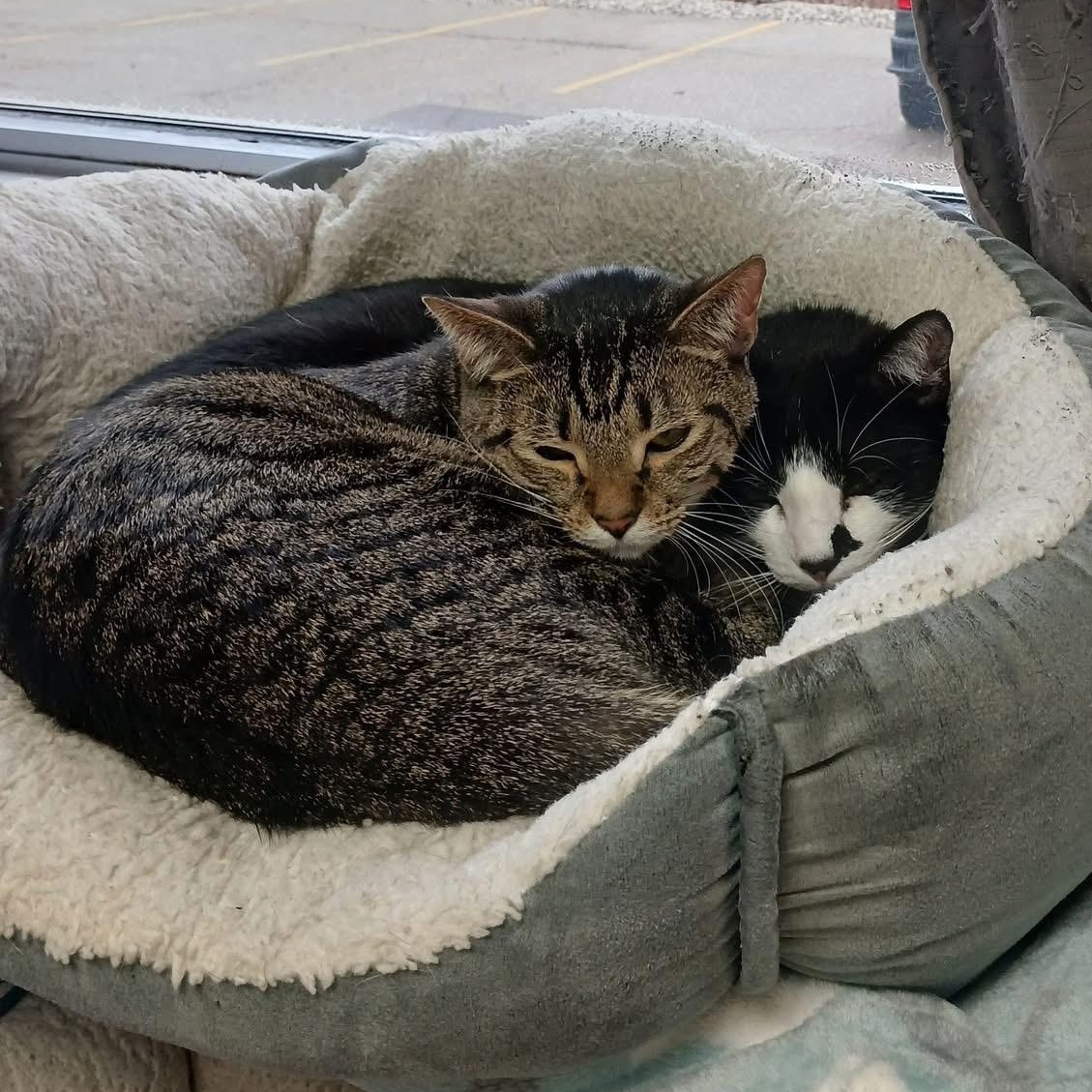 Hank, a Adoptable Domestic Short Hair in Grand Rapids, MI image 3/6