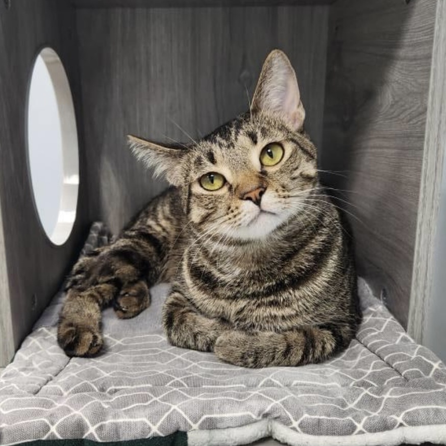 Hank, a Adoptable Domestic Short Hair in Grand Rapids, MI image 1/6