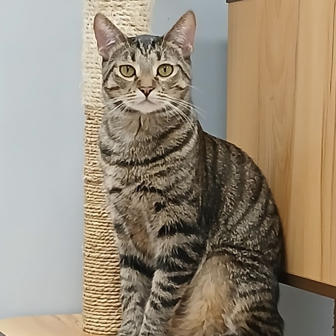 Hank, an adoptable Domestic Short Hair in Grand Rapids, MI, 49509 | Photo Image 4