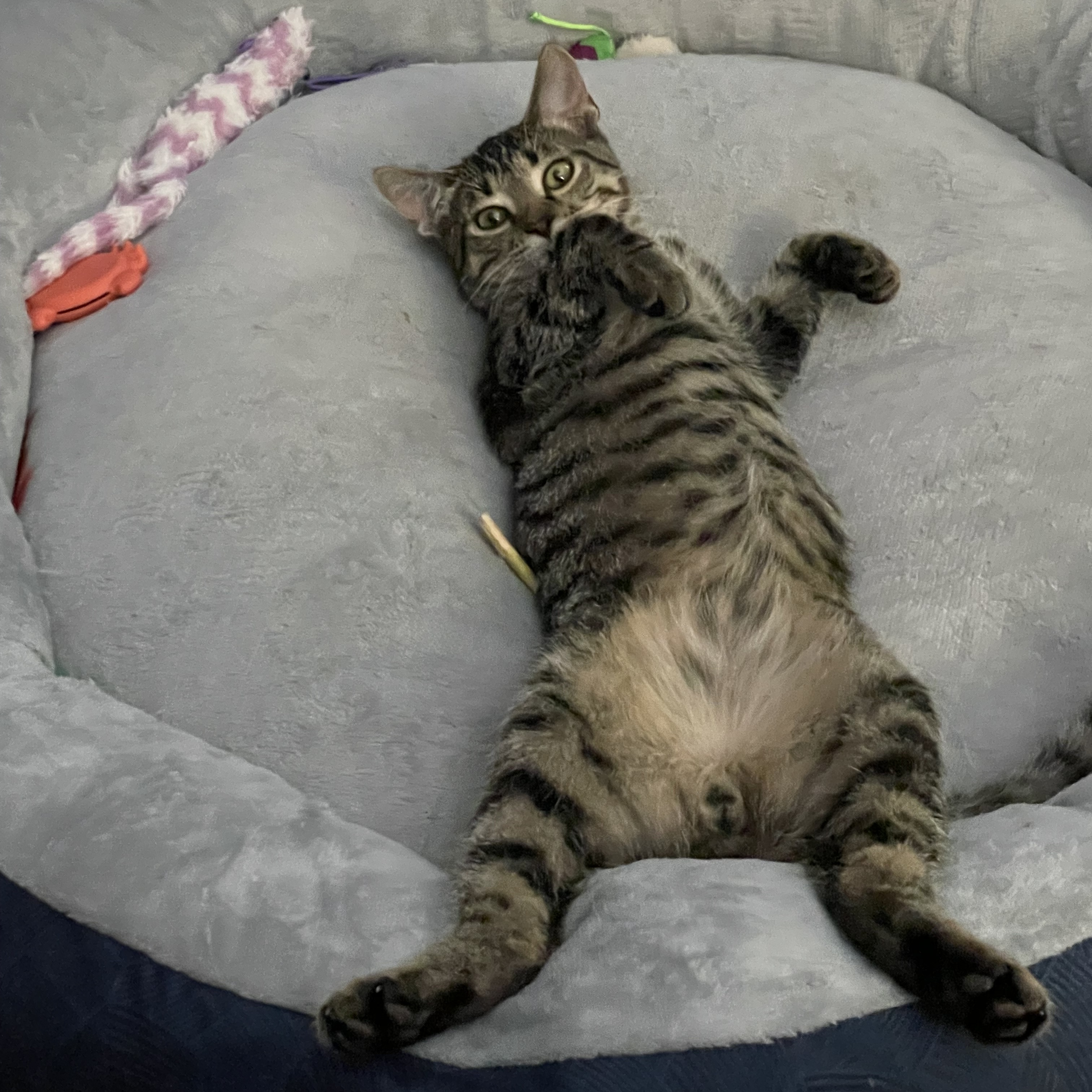 Hank, an adoptable Domestic Short Hair in Grand Rapids, MI, 49509 | Photo Image 6