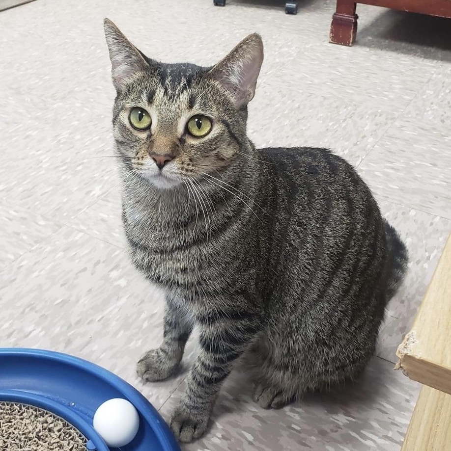 Hank, an adoptable Domestic Short Hair in Grand Rapids, MI, 49509 | Photo Image 5