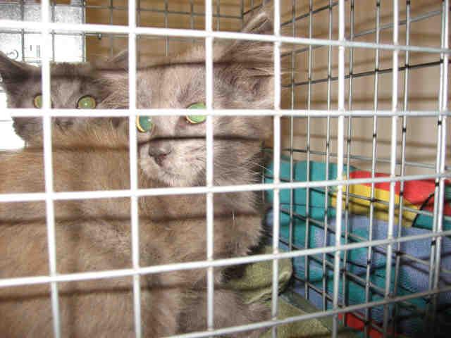 FLYNN, Adoptable, Adult Male Domestic Short Hair & Domestic Short Hair.