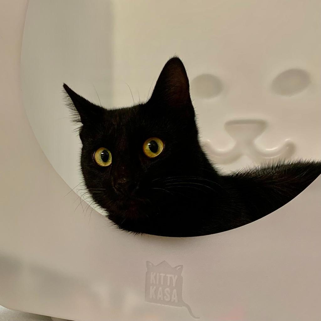 Ridley, Adoptable, Adult Male Domestic Short Hair.