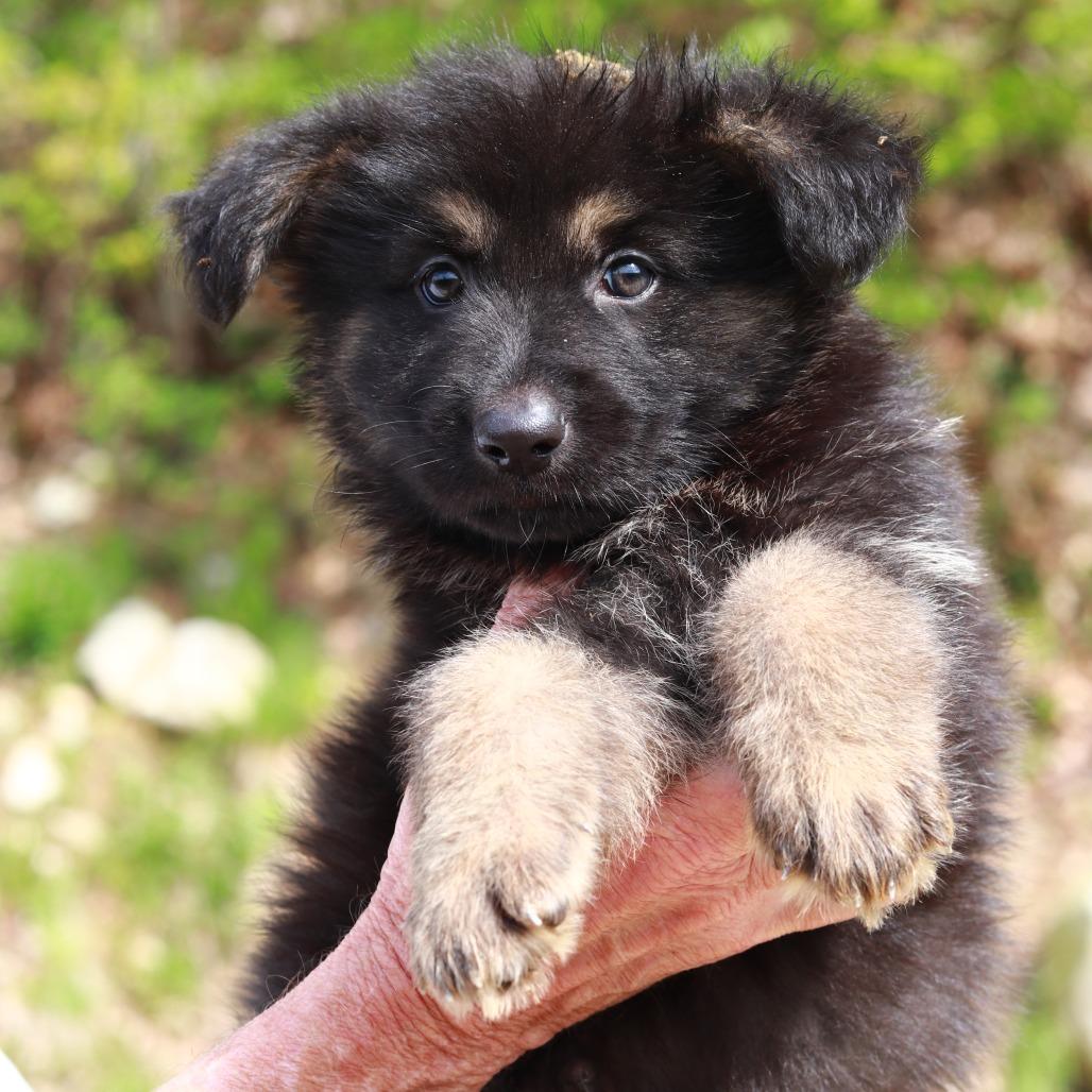 CT Badlands avail May 16, Adoptable, Puppy Male Shepherd & Mixed Breed.