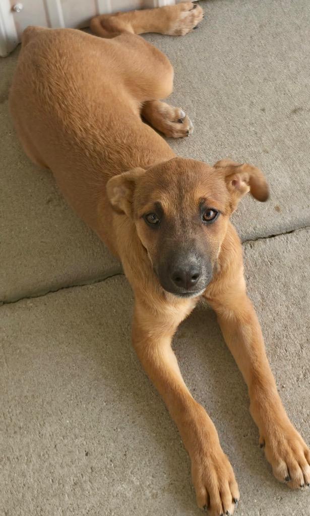 Enlarge The Slink, a Adoptable mixed breed in Fort Lupton, CO image 1/1