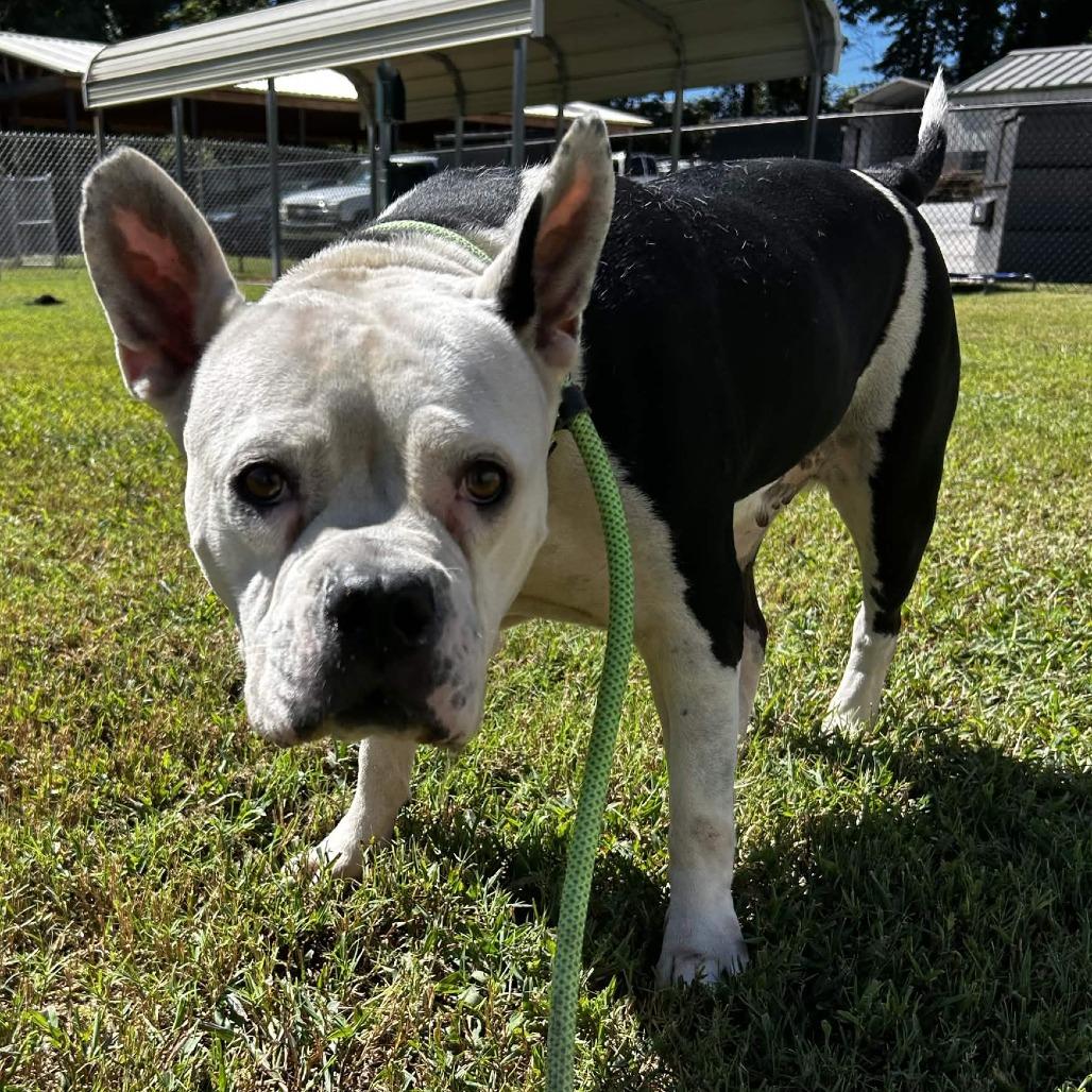 Enlarge Joy, a Adoptable Mixed Breed in Greenville, SC image 1/4