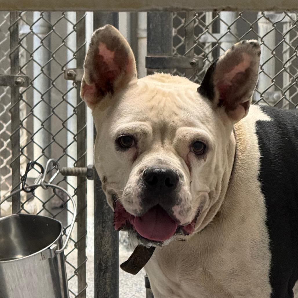 Enlarge Joy, a Adoptable Mixed Breed in Greenville, SC image 2/4