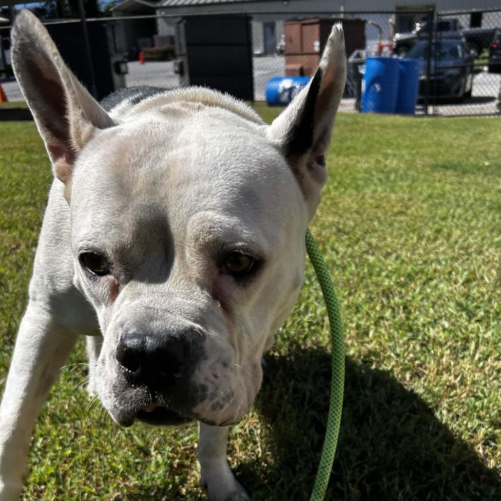 Enlarge Joy, a Adoptable Mixed Breed in Greenville, SC image 3/4