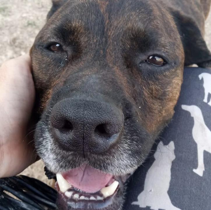 Andy, an adoptable Mixed Breed in EL COLORADO, JAL, 48265 | Photo Image 2