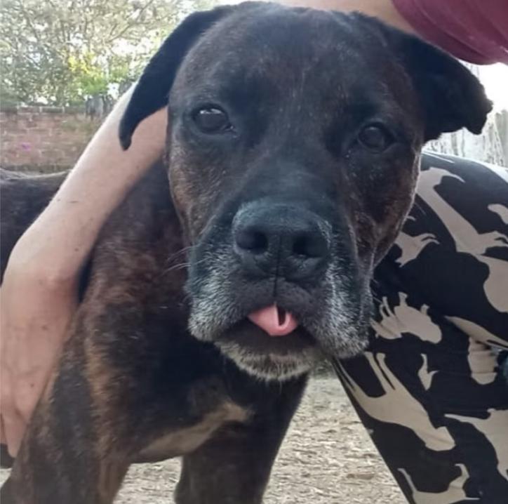 Andy, an adoptable Mixed Breed in EL COLORADO, JAL, 48265 | Photo Image 3