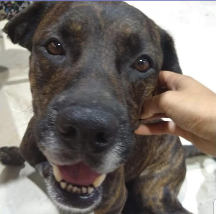 Andy, an adoptable Mixed Breed in EL COLORADO, JAL, 48265 | Photo Image 4