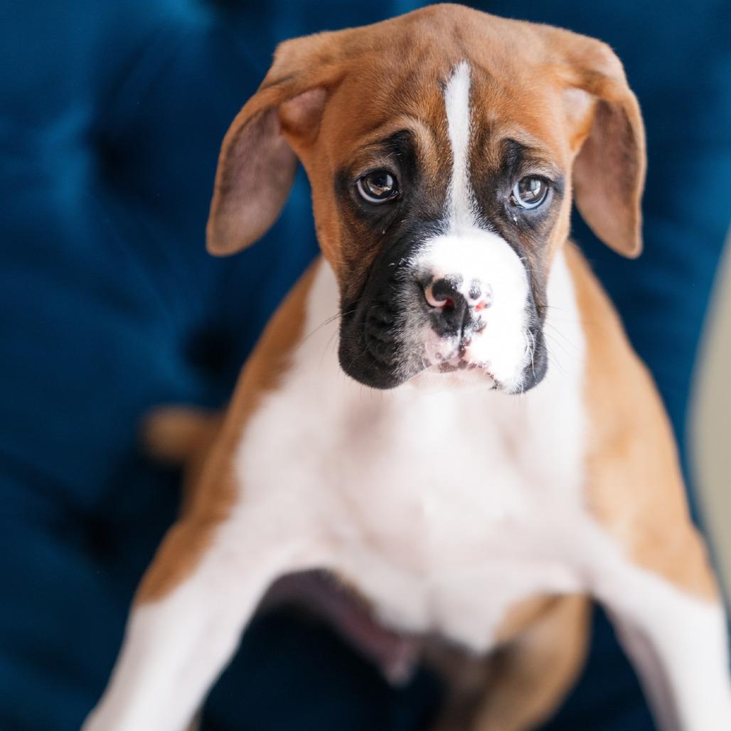 Monongahela, ADOPTABLE, Puppy Male Boxer.