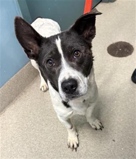 Enlarge KOBY, a Adoptable mixed breed in Newton, NC image 1/1