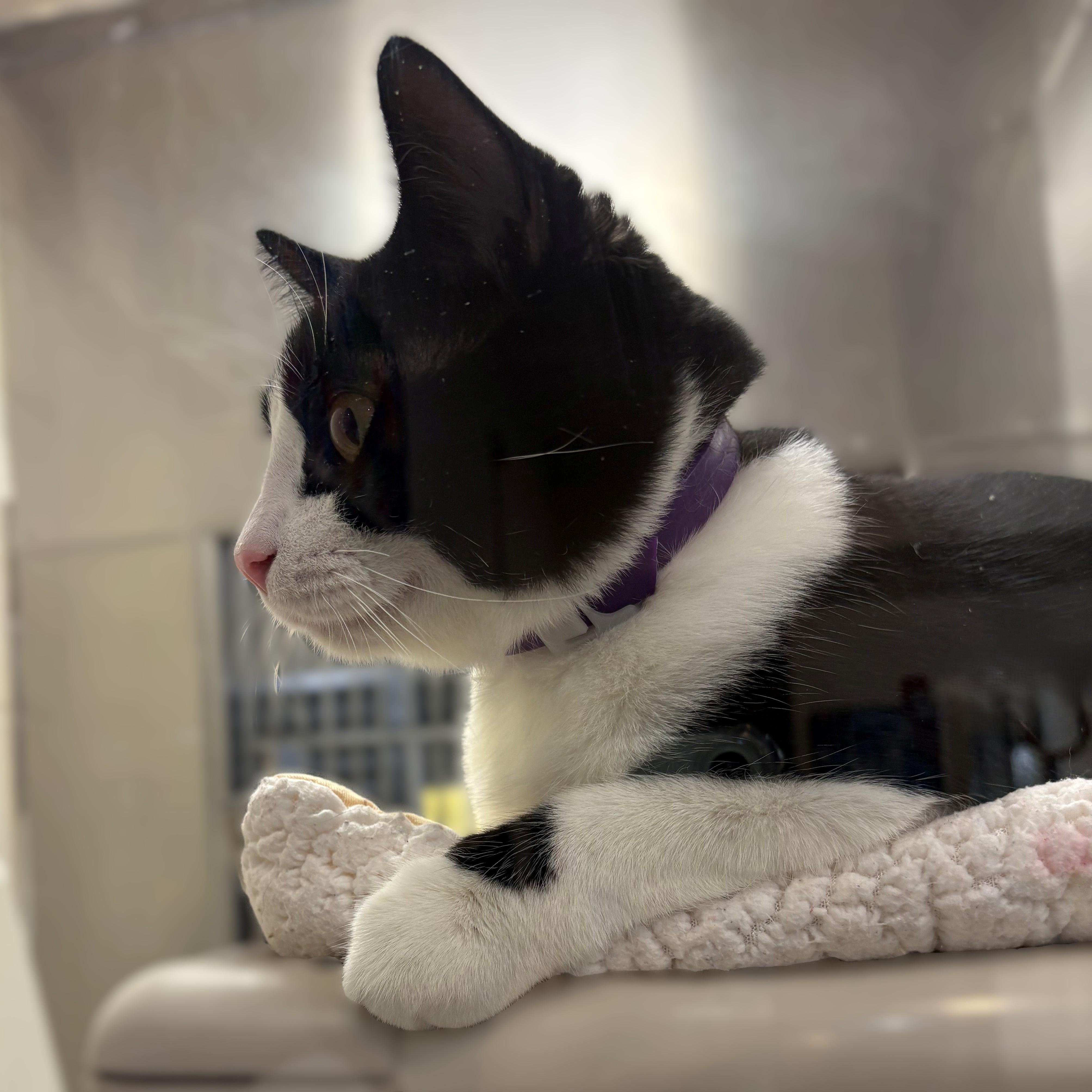 Enlarge Leland- #48960, a Adoptable Domestic Short Hair in Columbia, MD image 3/4