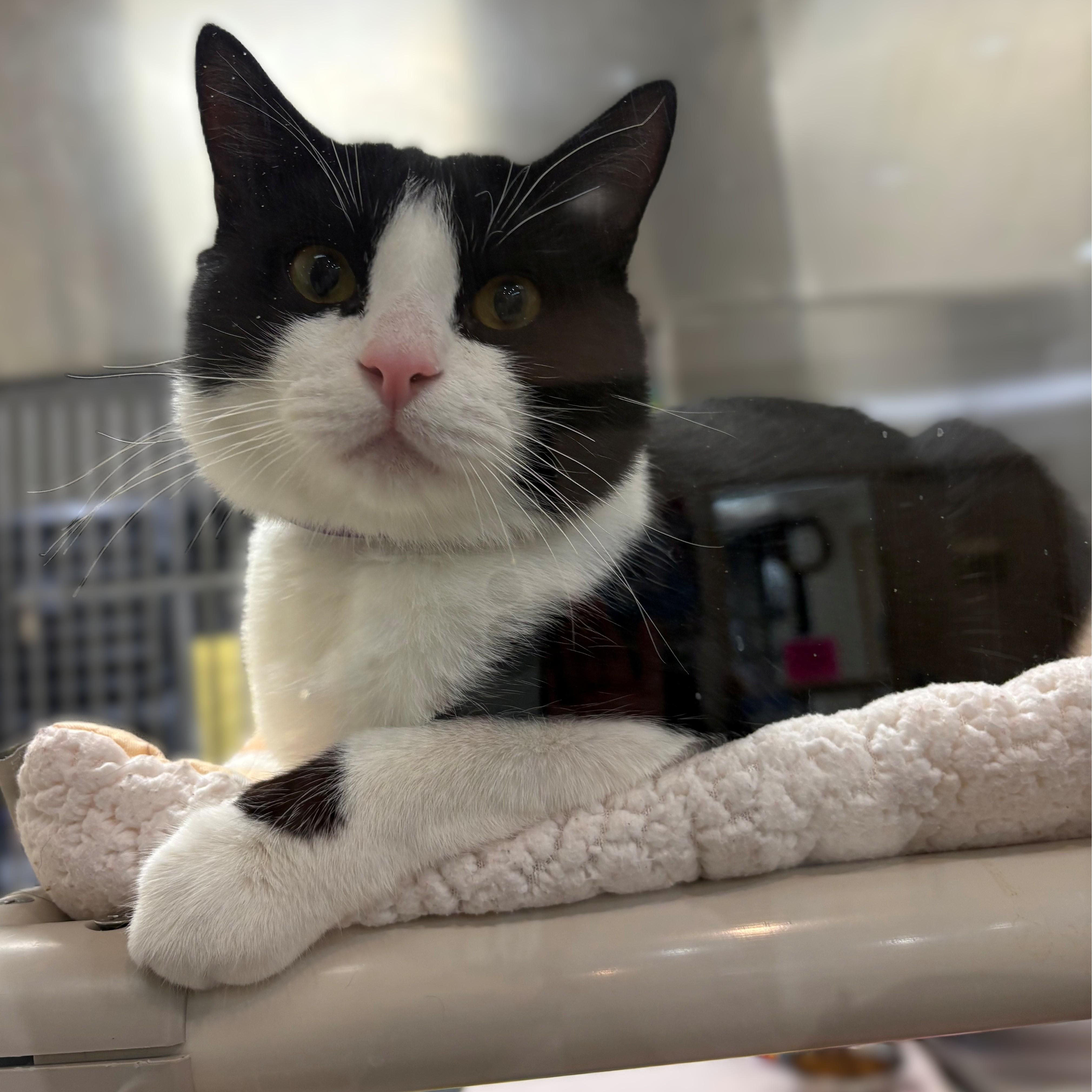 Enlarge Leland- #48960, a Adoptable Domestic Short Hair in Columbia, MD image 1/4