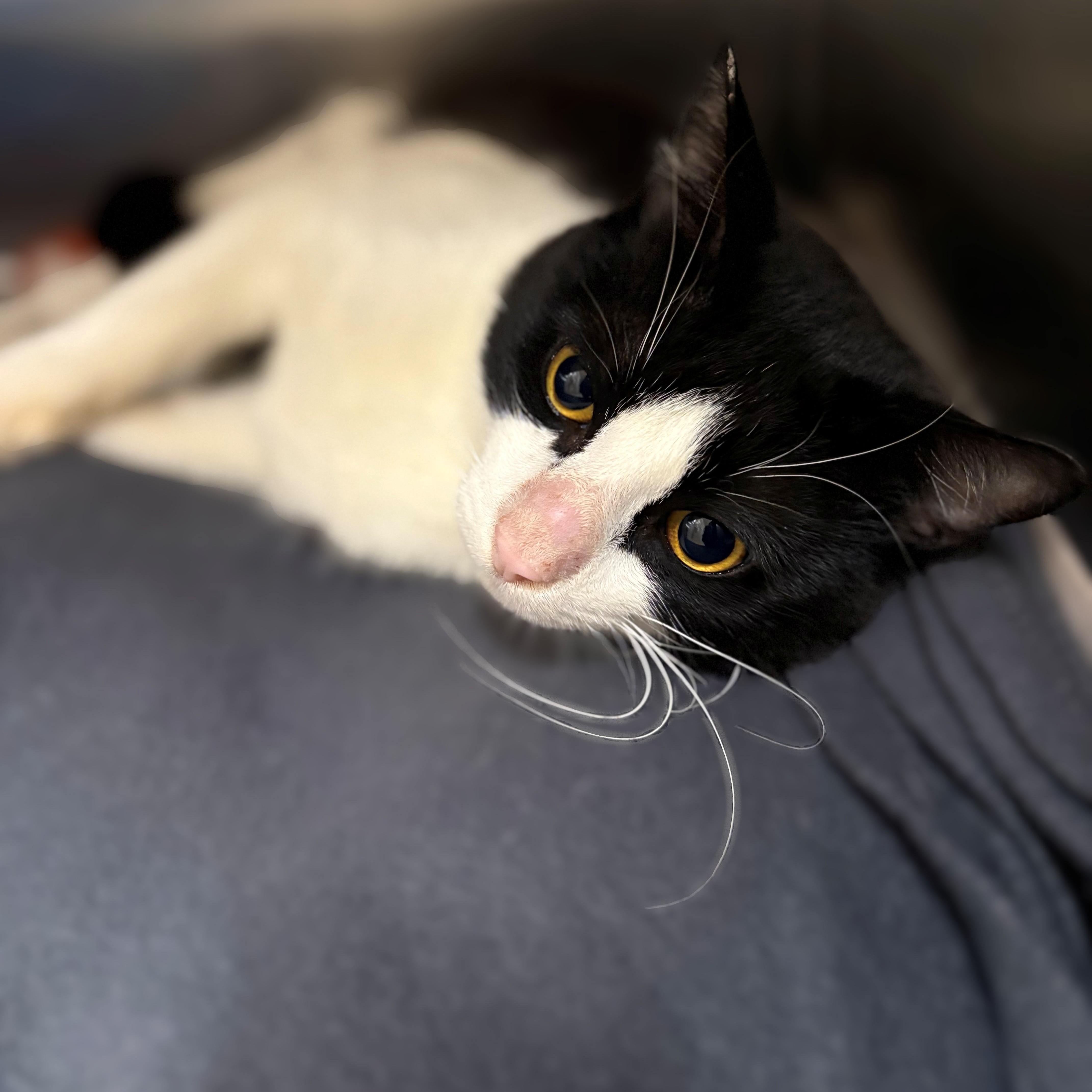 Enlarge Leland- #48960, a Adoptable Domestic Short Hair in Columbia, MD image 4/4