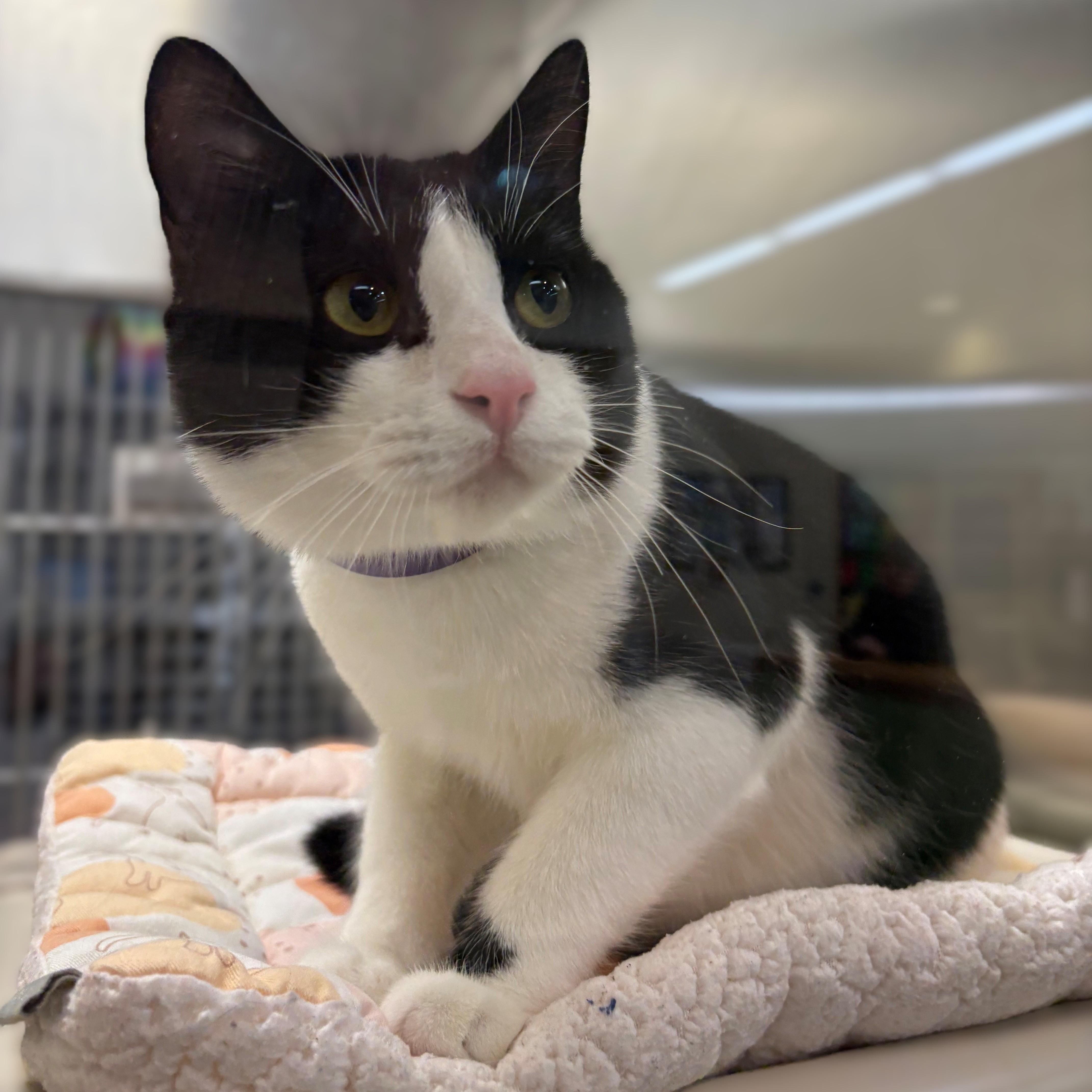 Enlarge Leland- #48960, a Adoptable Domestic Short Hair in Columbia, MD image 2/4