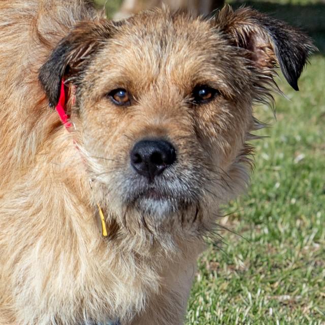 Enlarge ANTONIO, a Adoptable mixed breed in Saint Louis, MO image 1/1