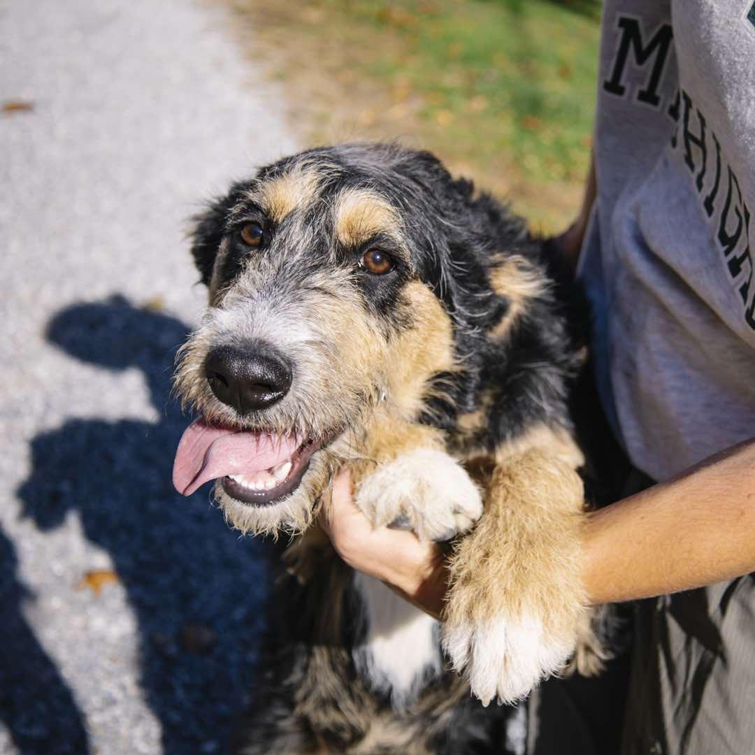 Aspen, a Adoptable Mixed Breed in Talbott, TN image 2/5