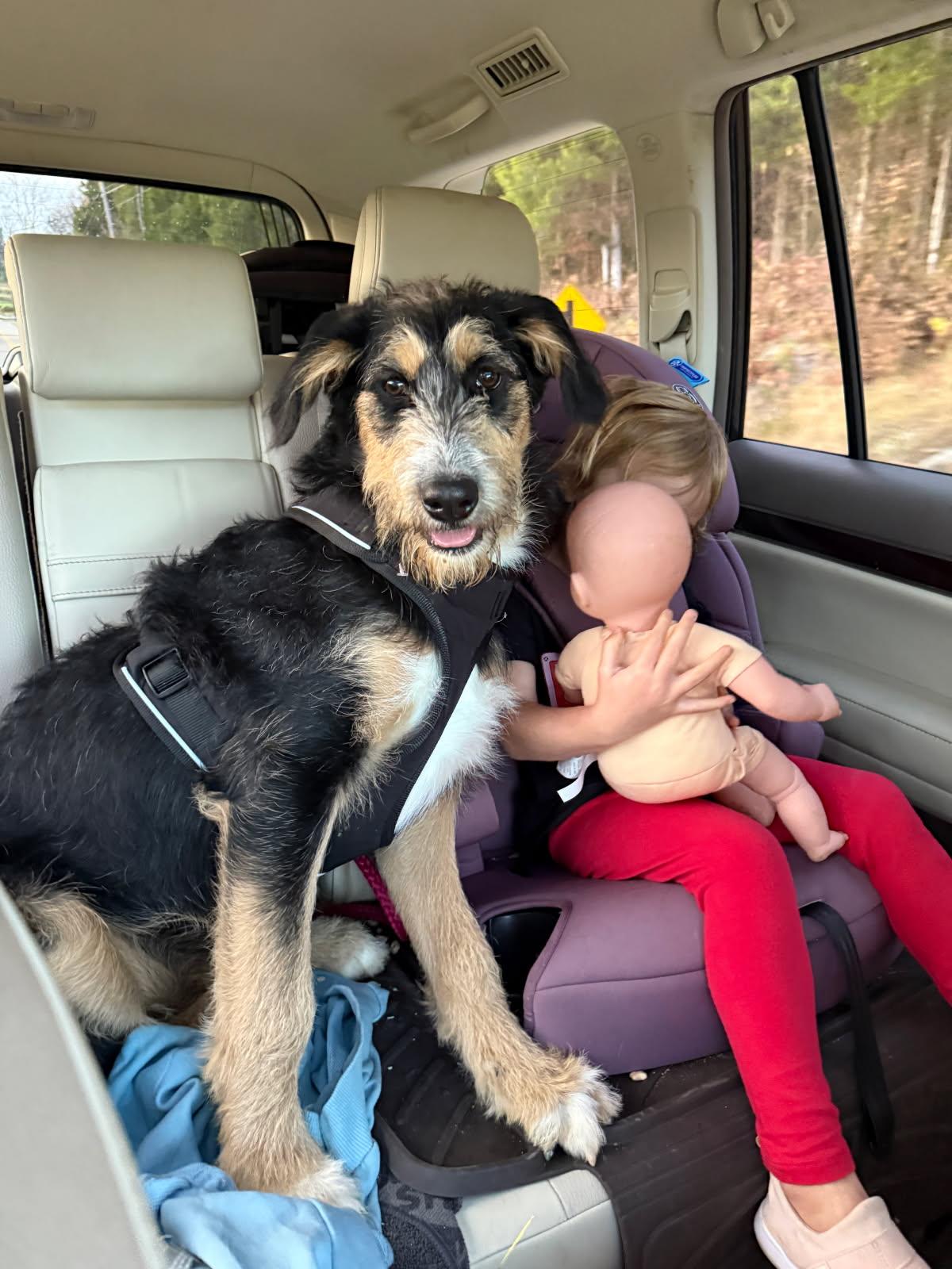 Aspen, a Adoptable Mixed Breed in Talbott, TN image 1/5