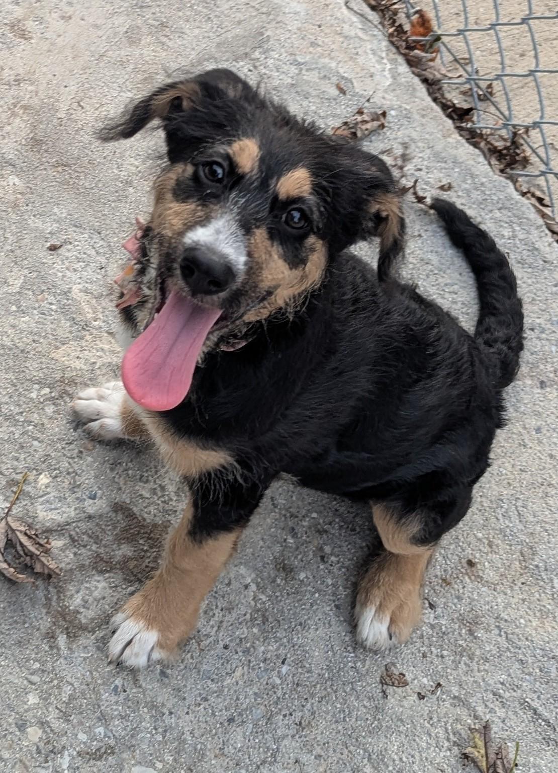 Aspen, a Adoptable Mixed Breed in Talbott, TN image 4/5