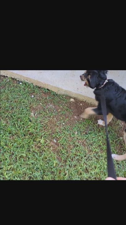 Enlarge Aspen, a Adoptable Mixed Breed in Talbott, TN video 5/5