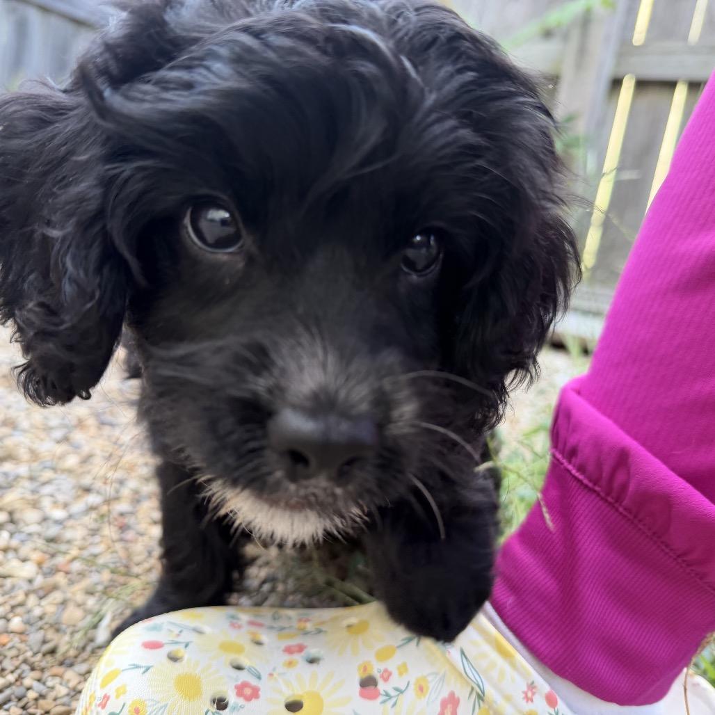 Enlarge Levi, a Adopted Cavapoo in Columbus, OH image 4/4