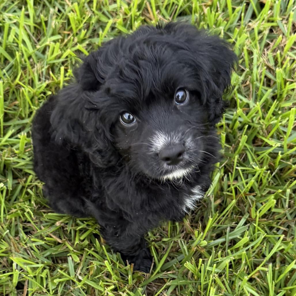 Enlarge Levi, a Adopted Cavapoo in Columbus, OH image 1/4