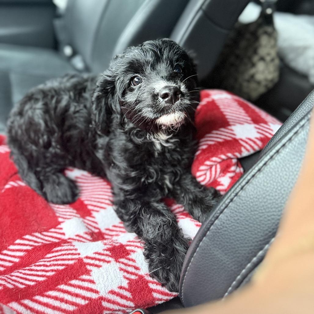 Enlarge Levi, a Adopted Cavapoo in Columbus, OH image 2/4