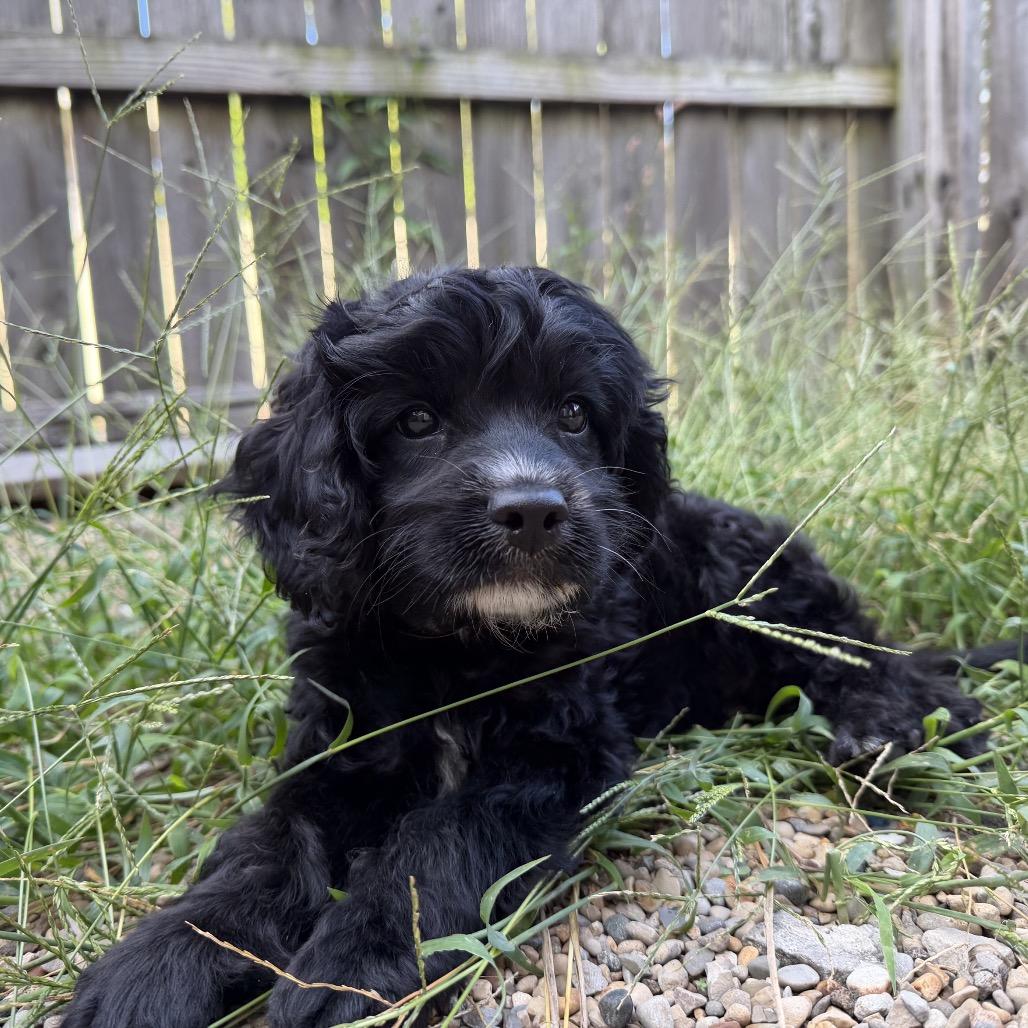 Enlarge Levi, a Adopted Cavapoo in Columbus, OH image 3/4